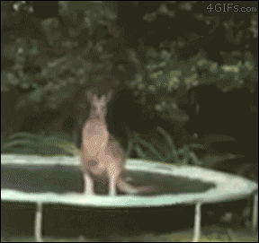Kangaroo-trampoline-jump-fail