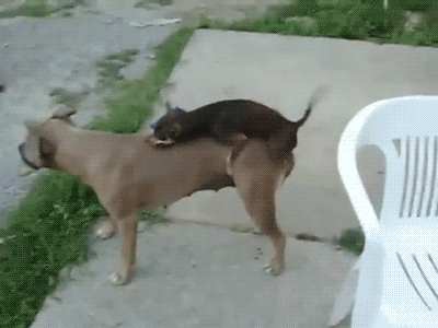 Мал - но удал