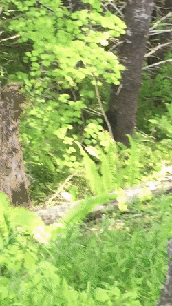 ReliableCoolEelelephant-max-14mb