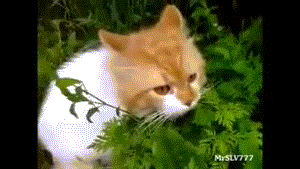 1361676917_1199609024