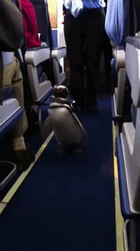 animals-on-a-plane-70-59f31f39c36a4__605