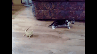 cat2