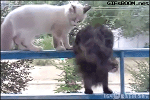 cat5