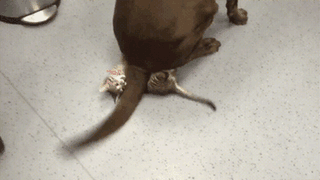 cat7