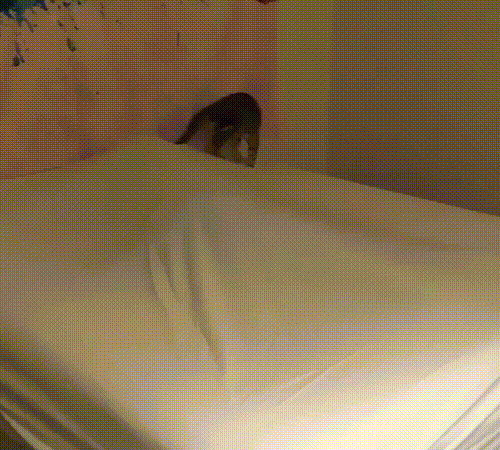 Поиграй с котом