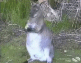 кенгуру