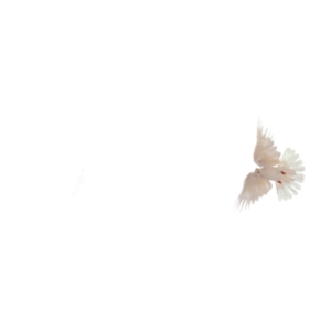 0_a2695_888be5a_M[1]