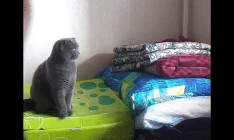 a23e9b1790d24d6ddfbdb5dd4b3770a8__980x