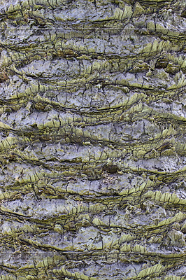 3437021-backgraund-trunk-of-palm-tree