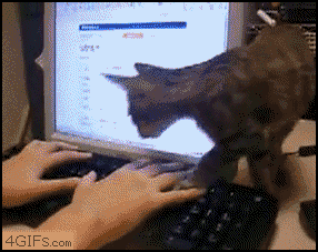 Cat_keyboard_dealwithit