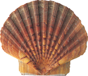 shell-231
