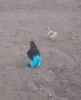 Петух в штанах