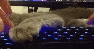 кот
