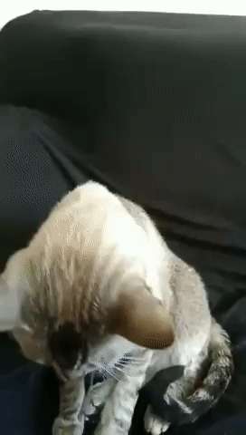 КОТ