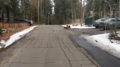 Дровишек надо?