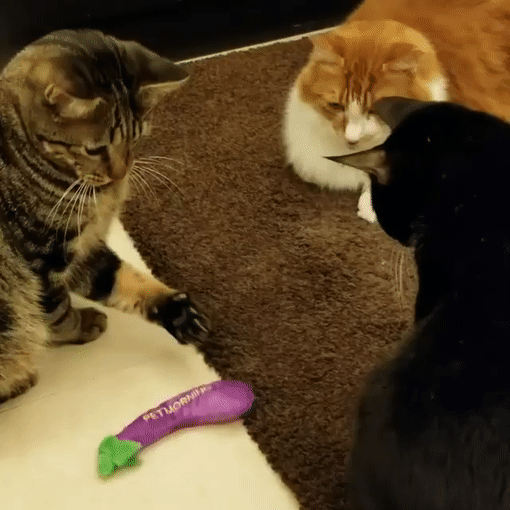 Что вылупился?