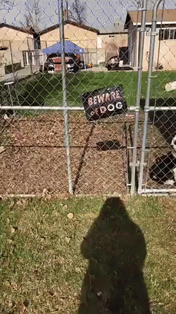 Злая собака?