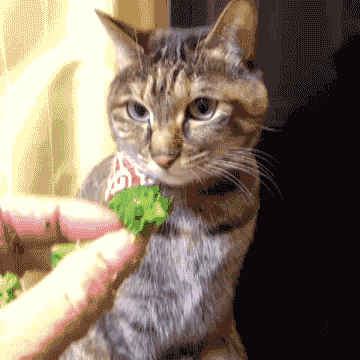 Кот перехватил