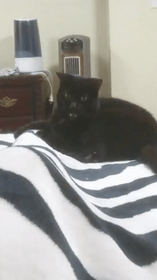 devil.cat