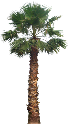 washingtoniafil02L_yapfiles