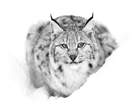 5419ab94f4eb4aa