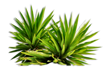 Plants-Medium-Size-PNG
