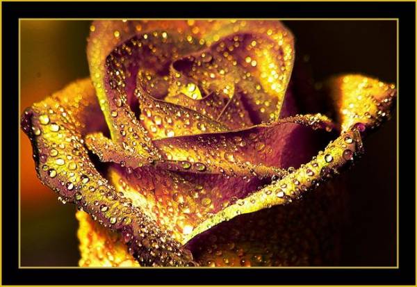 IMAGE_62436_15131_4f44d127_600