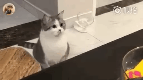 Кто КОТ