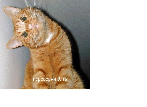 кот
