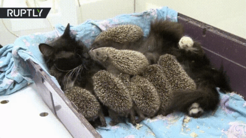 Коше ежиха.
