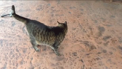 кчп