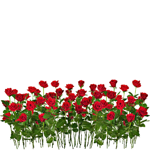grass rosen 1