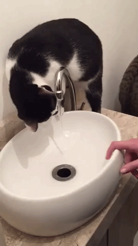 котогифка