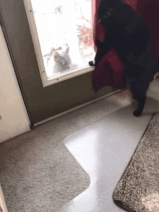 котогифка