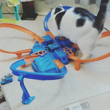 котогифка