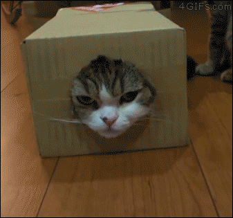 котогифка