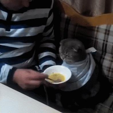 котогифка