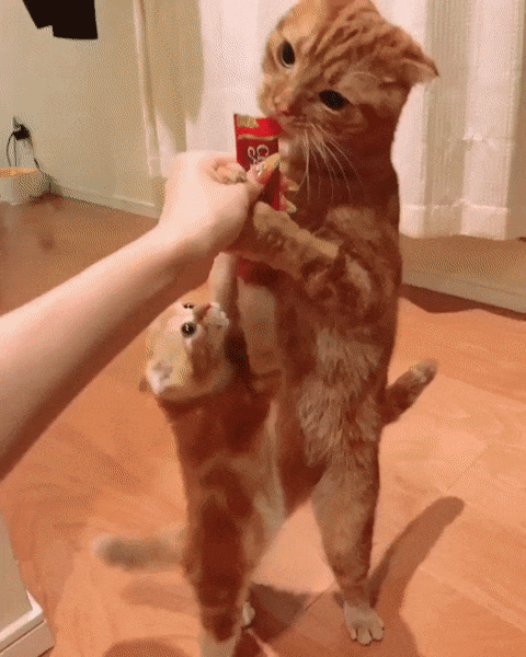 котогифка