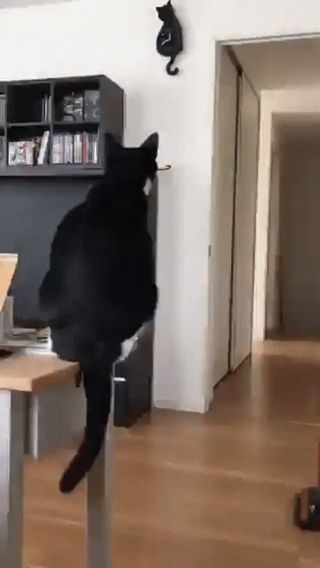 котогифка