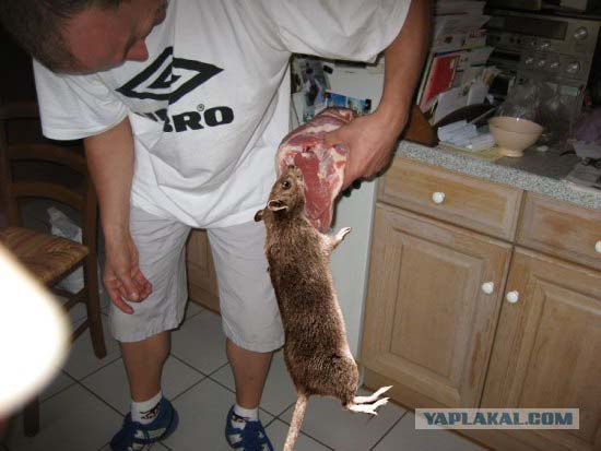 Крыса и мясо