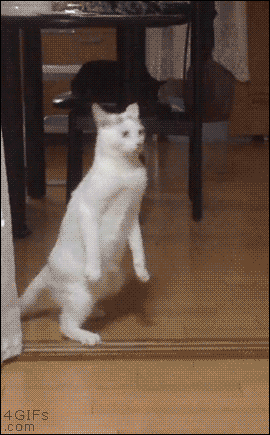 Важный кот