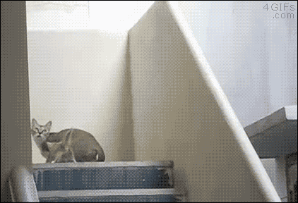 Кошка таскает котенка
