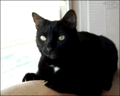 Кота тошнит