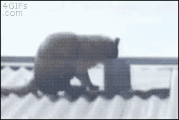 Кот в трубу
