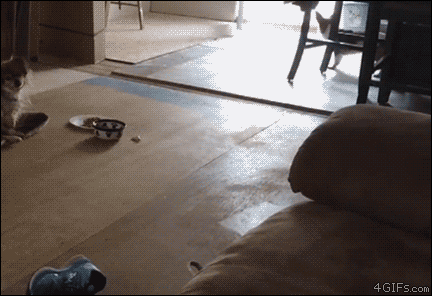 Dog-misjudges-chair-jump