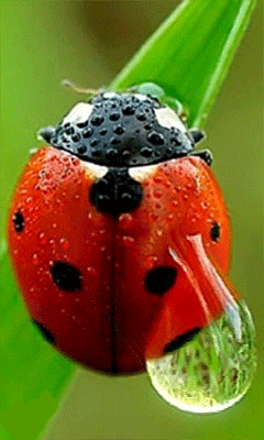 -коровка-(8)