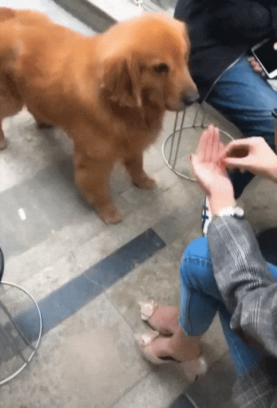 Жестокая хозяйка