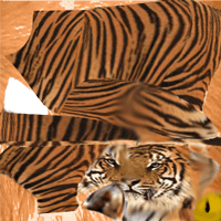шкура тигра на кошку