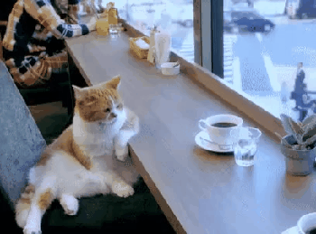 videotogif_2018.05.04_22.06.45