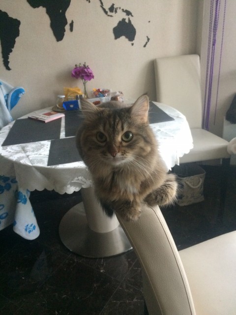 Кошка Ася